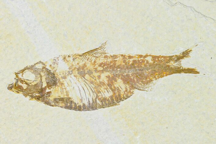 Bargain, Fossil Fish (Knightia) - Wyoming #149825